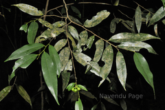 Miliusa nilagirica